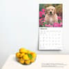 image Golden Retriever Puppies 2025 Wall Calendar