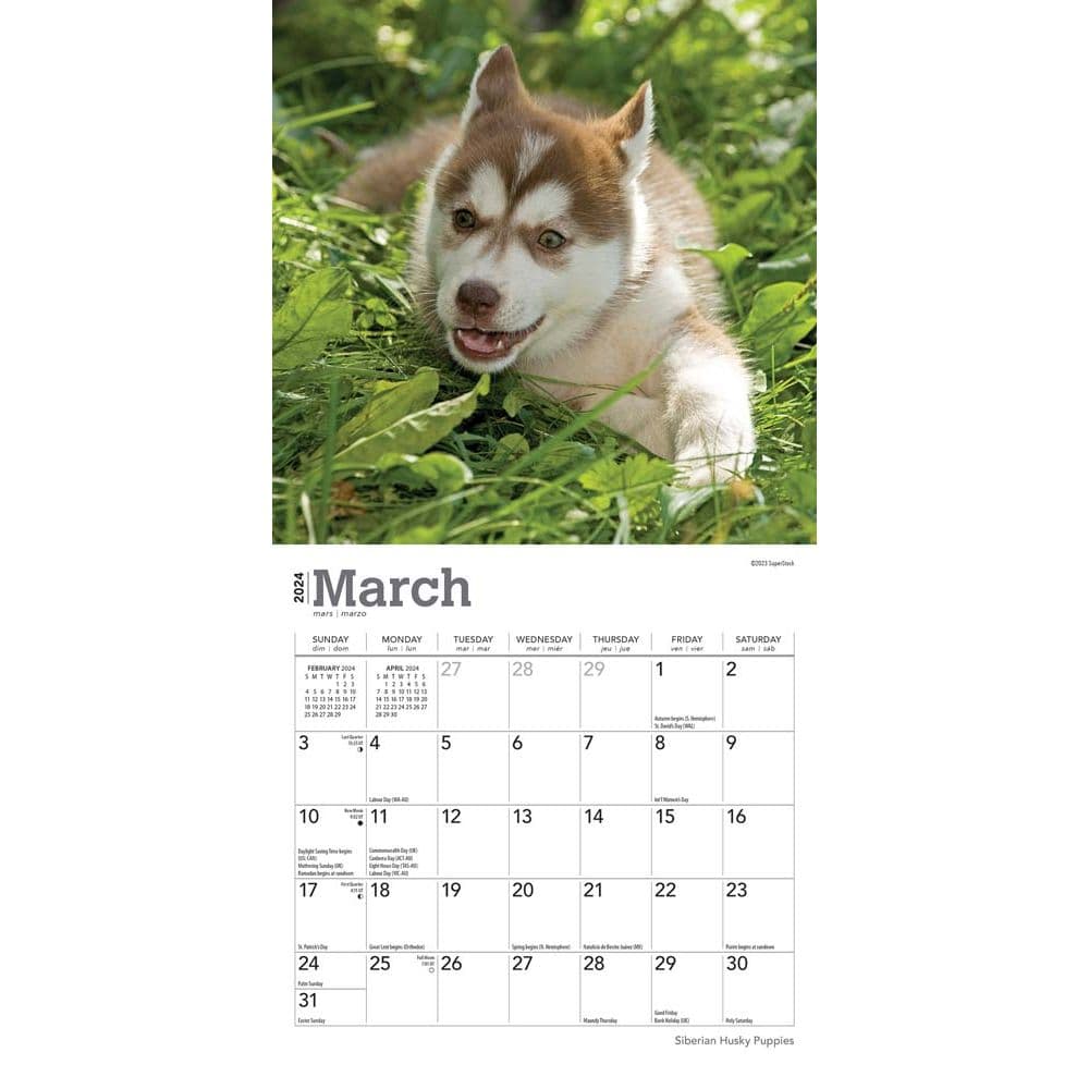 Siberian Husky Puppies 2024 Mini Wall Calendar Second Alternate Image width=&quot;1000&quot; height=&quot;1000&quot;