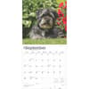 image Havanese 2025 Wall Calendar