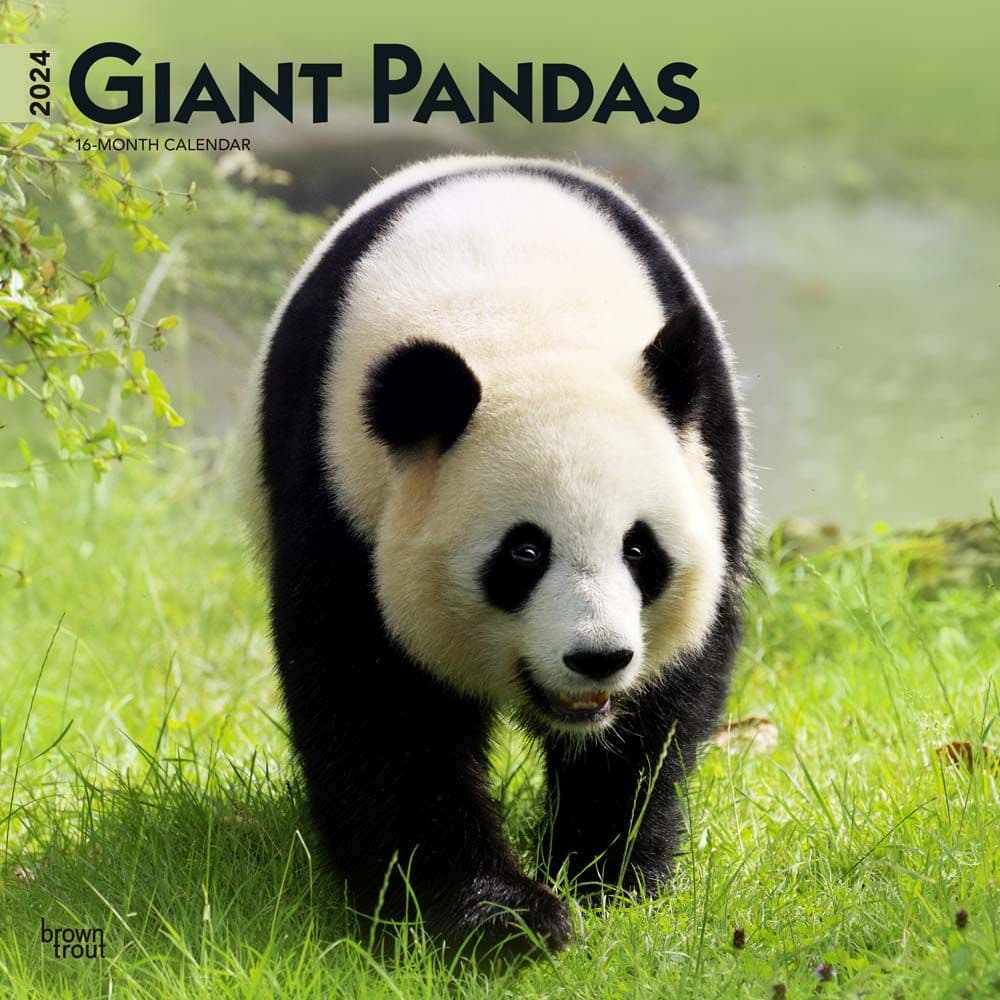 Pandas 2024 Wall Calendar Main Product Image width=&quot;1000&quot; height=&quot;1000&quot;