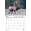 image Elk 2026 Wall Calendar Second Alternate Image