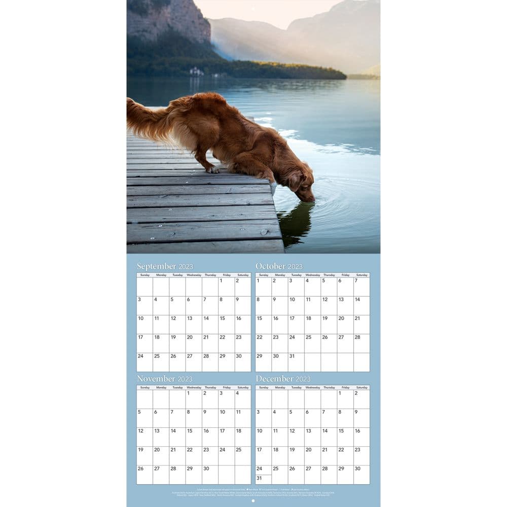 Golden Retrievers Photo 2024 Wall Calendar