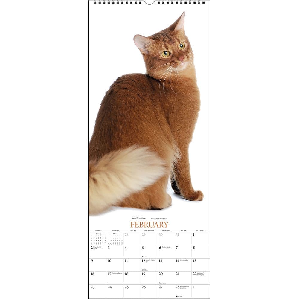 Cats Vertical 2025 Wall Calendar Second Alternate Image width="1000" height="1000"
