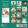 image Pomeranian Puppies 2025 Wall Calendar First Alternate Image width="1000" height="1000"