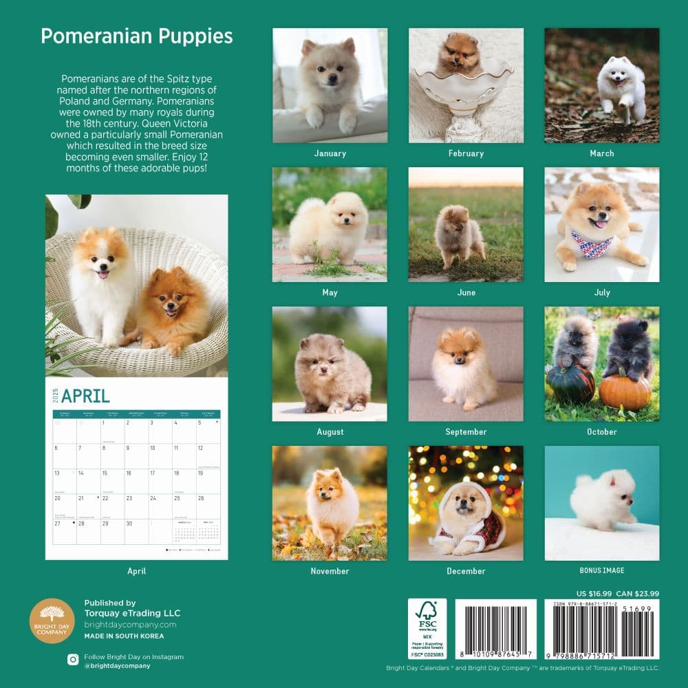 Pomeranian Puppies 2025 Wall Calendar First Alternate Image width="1000" height="1000"