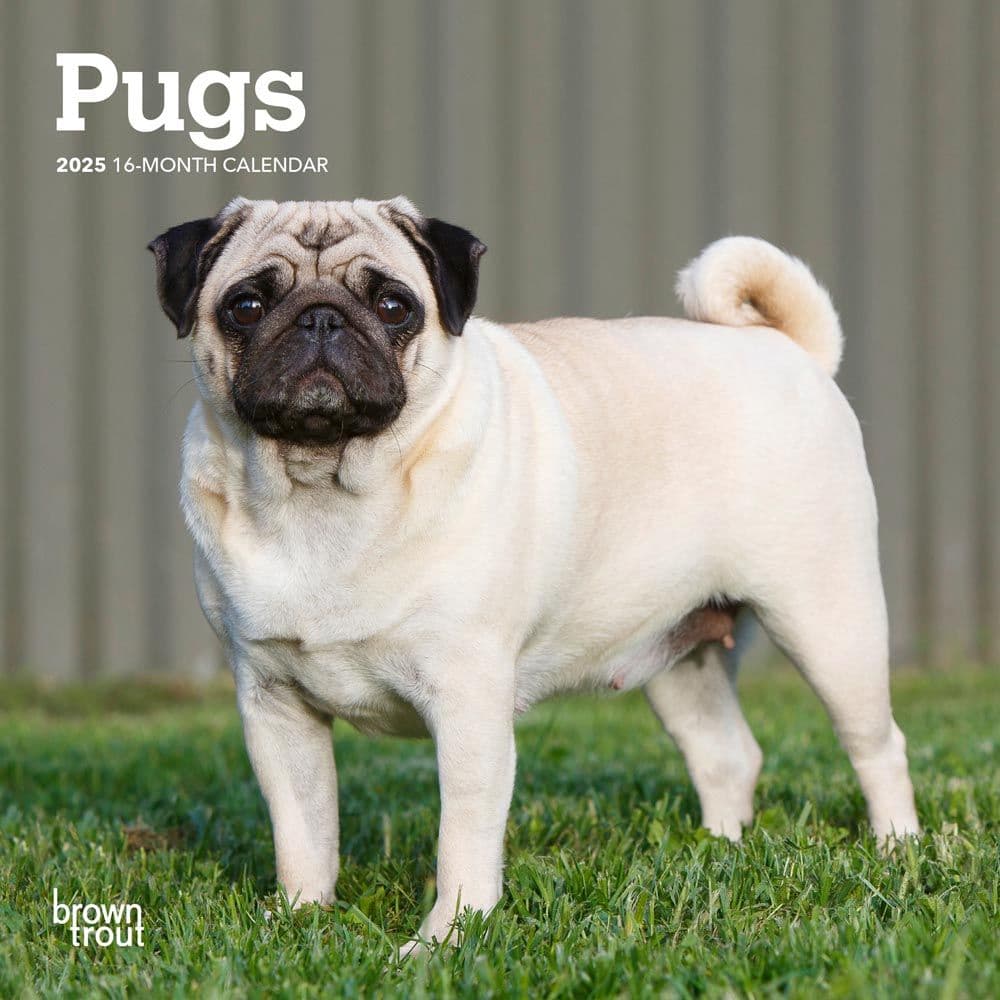 Pugs 2025 Mini 2025 Wall Calendar