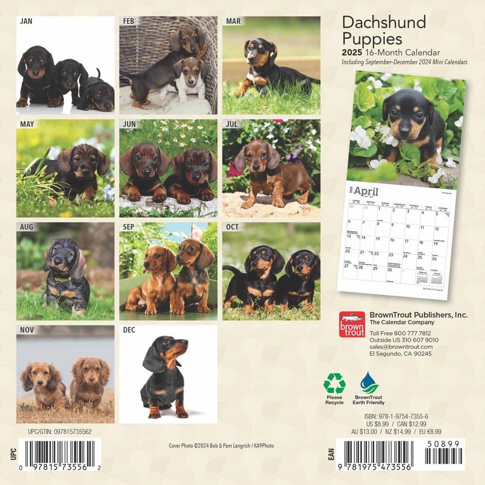 Dachshund Puppies 2025 Mini Wall Calendar