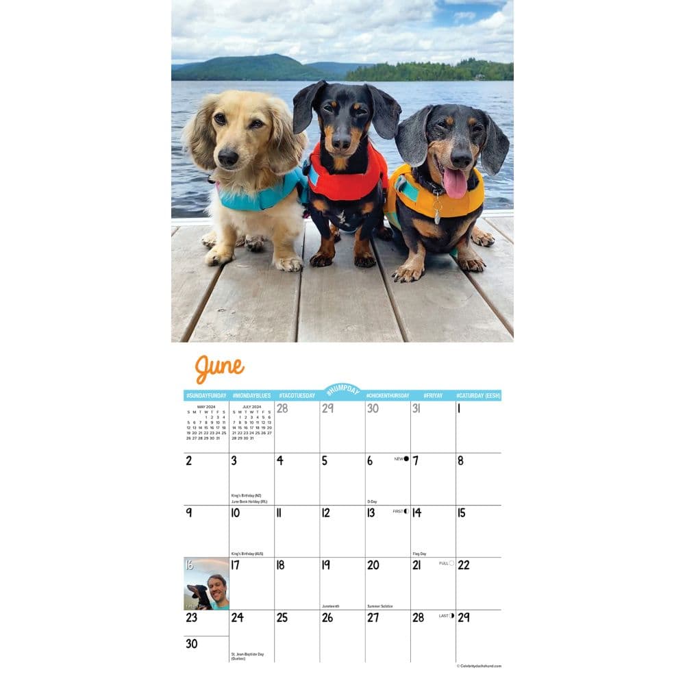 Crusoe the Celebrity Dachshund 2024 Mini Wall Calendar