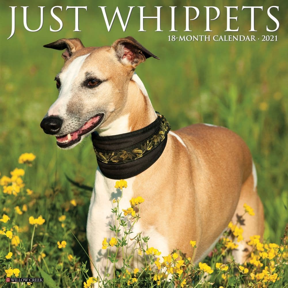 Whippets Wall Calendar