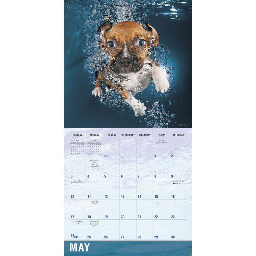 Underwater Dogs 2026 Wall Calendar Second Alternate Image