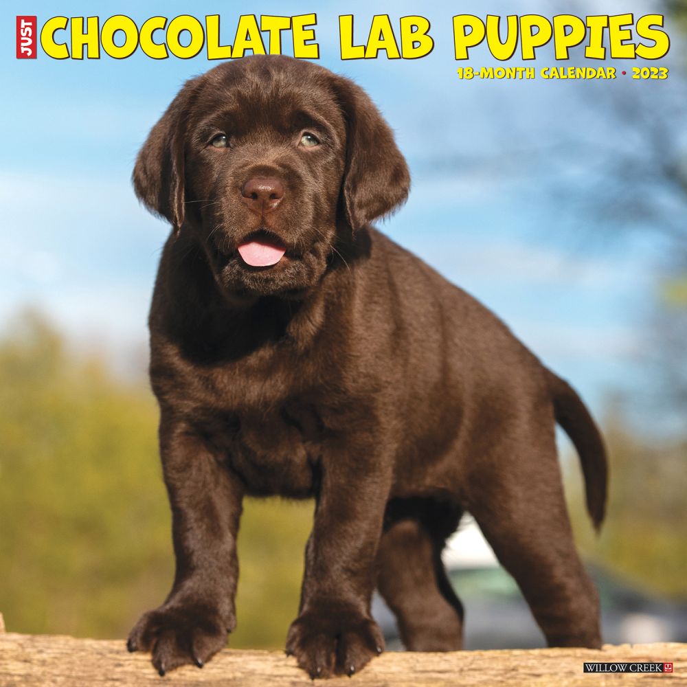 Just Chocolate Lab Puppies 2023 Wall Calendar
