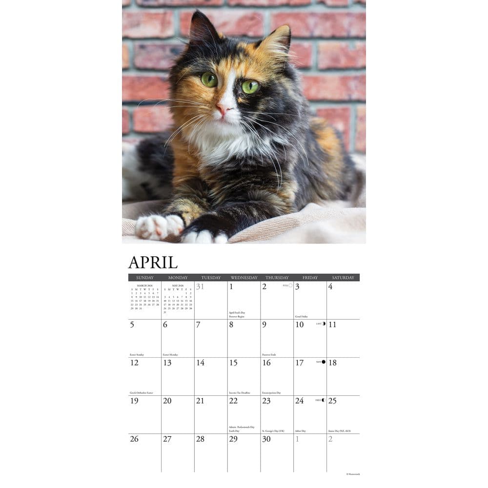 Calico Cats 2026 Wall Calendar Second Alternate Image