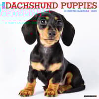 image Just Dachshund Puppies 2026 Wall Calendar Main Image