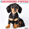 image Just Dachshund Puppies 2026 Wall Calendar Main Image
