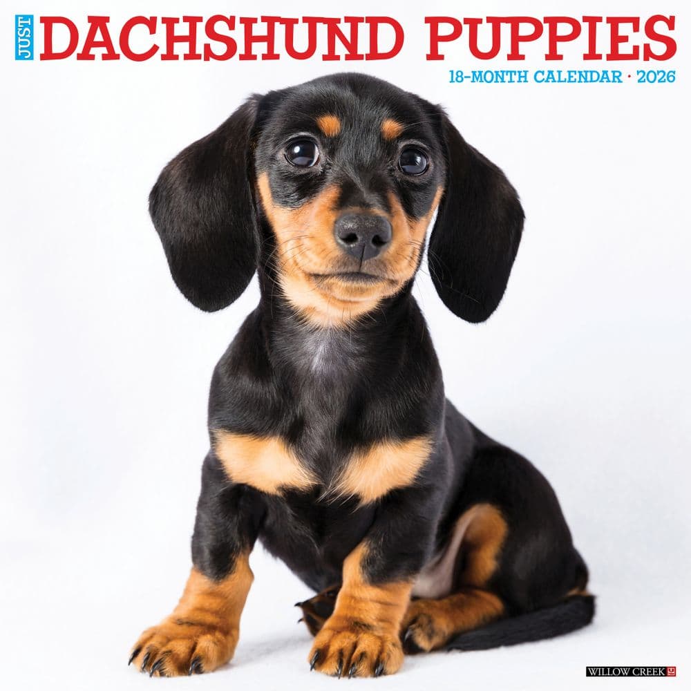 Just Dachshund Puppies 2026 Wall Calendar Main Image