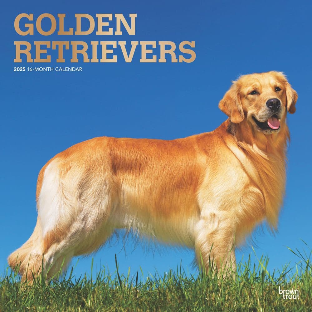 Golden Retrievers 2025 Wall Calendar