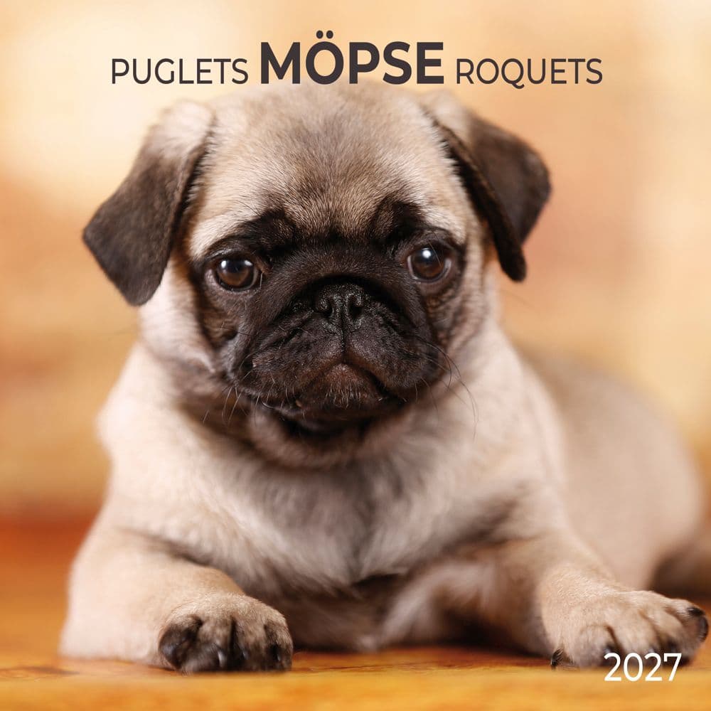 image Puglets 2027 Wall Calendar Main Product Image