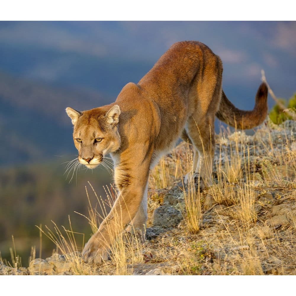 Wild Cats WWF 2024 Wall Calendar - Calendars.com