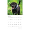image Just Lab Black Puppies 2025 Wall Calendar Second Alternate Image width=&quot;1000&quot; height=&quot;1000&quot;