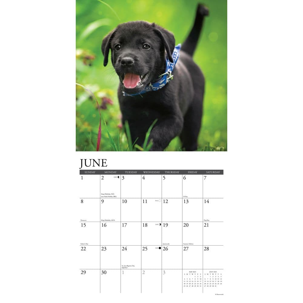 Just Lab Black Puppies 2025 Wall Calendar Second Alternate Image width=&quot;1000&quot; height=&quot;1000&quot;