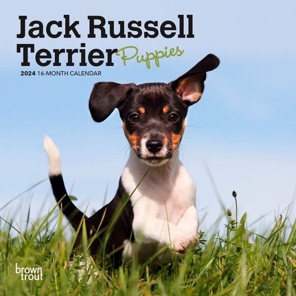 Jack Russell Terrier Puppies 2024 Mini Wall Calendar Main Product Image width=&quot;1000&quot; height=&quot;1000&quot;