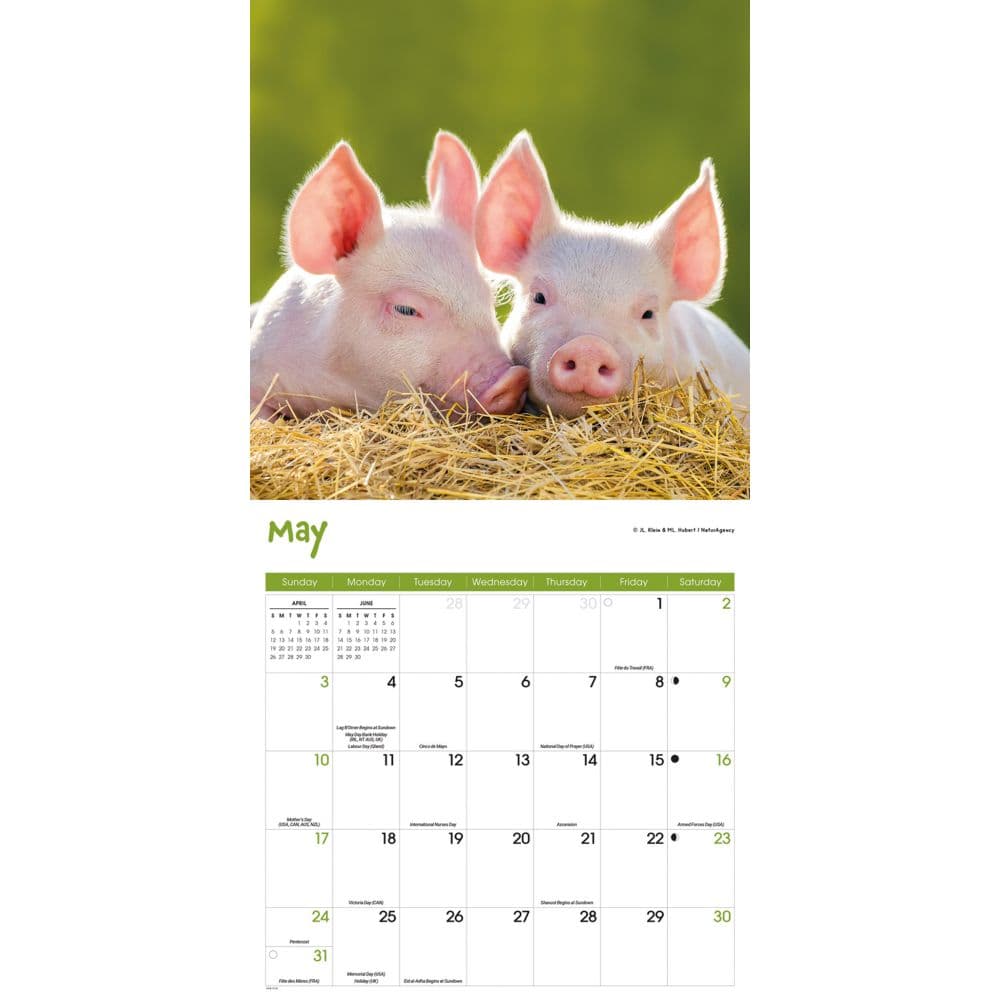 Miniature Pigs 2026 Wall Calendar Third Alternate Image