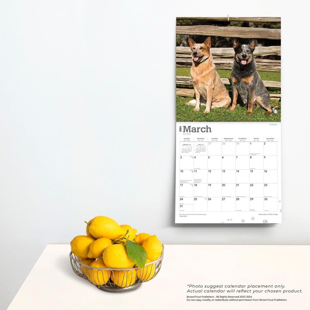 Australian Cattle Dogs 2024 Wall Calendar