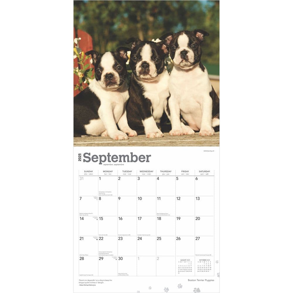 Boston Terrier Puppies 2025 Wall Calendar Second Alternate Image width=&quot;1000&quot; height=&quot;1000&quot;