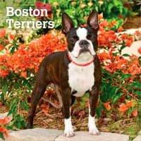 image Boston Terriers 2027 Wall Calendar Main Product Image