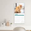 image Persian Cats 2025 Wall Calendar Third Alternate Image width=&quot;1000&quot; height=&quot;1000&quot;