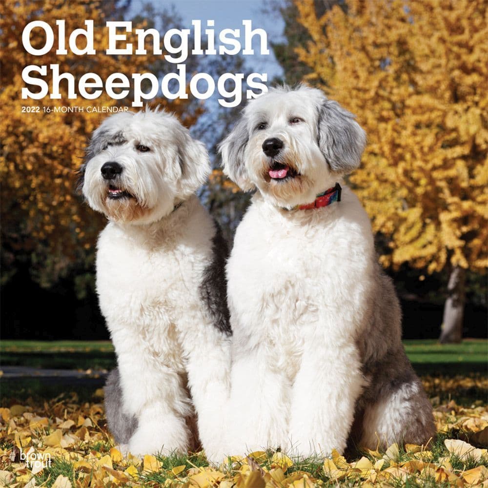 old-english-sheepdogs-2022-calendars-dog-calendars