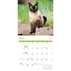 image Siamese Cats 2026 Wall Calendar Third Alternate Image