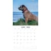 image Border Terriers 2026 Wall Calendar Second Alternate Image