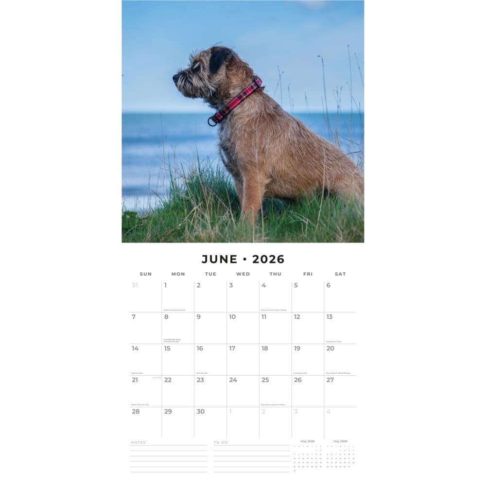 Border Terriers 2026 Wall Calendar Second Alternate Image