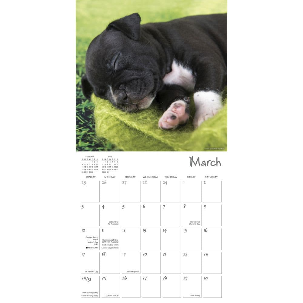 Pooped Puppies 2024 Wall Calendar Alternate Image 2