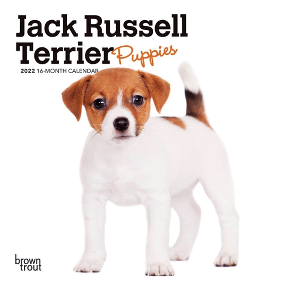 Jack Russell Terrier Puppies 2022 Mini Wall Calendar