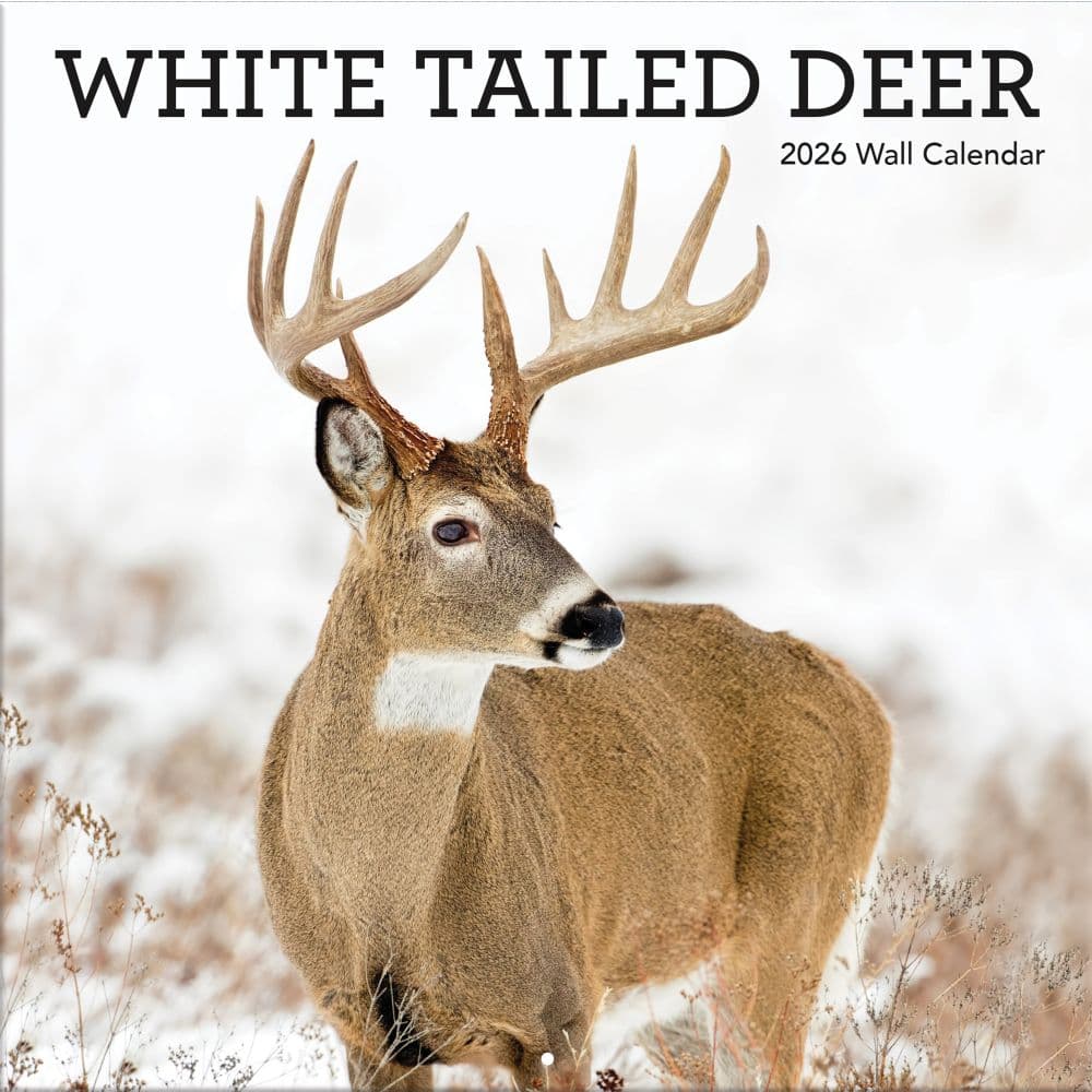 White Tailed Deer 2026 Wall Calendar_Main Image