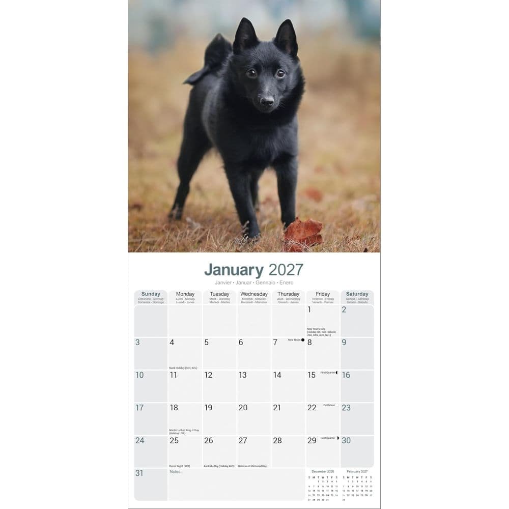 Schipperke 2027 Wall Calendar Second Alternate Image