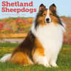 image Shetland Sheepdogs 2026 Wall Calendar Main Product Image