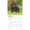 image Dachshunds 2025 Mini Wall Calendar