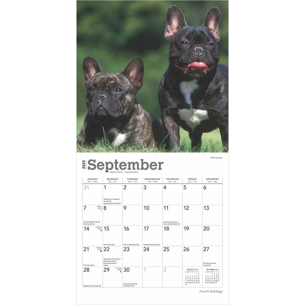 French Bulldogs 2025 Mini Wall Calendar