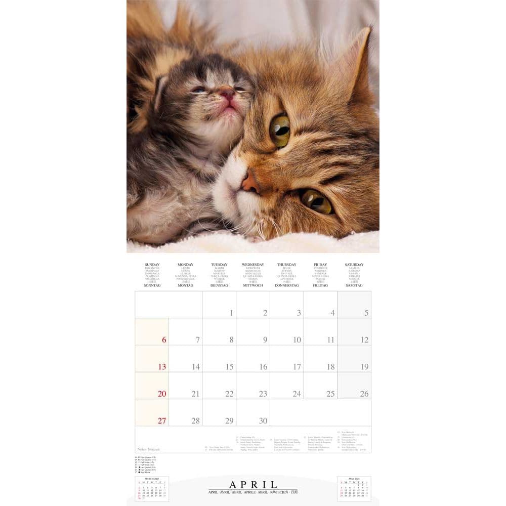 Cool Cats 2025 Wall Calendar