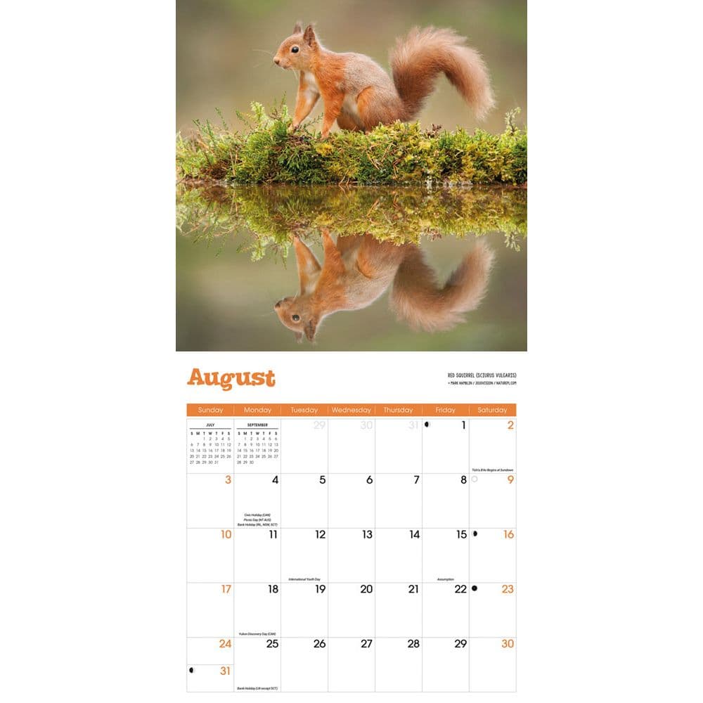 Squirrels 2025 Wall Calendar Third Alternate Image width=&quot;1000&quot; height=&quot;1000&quot;