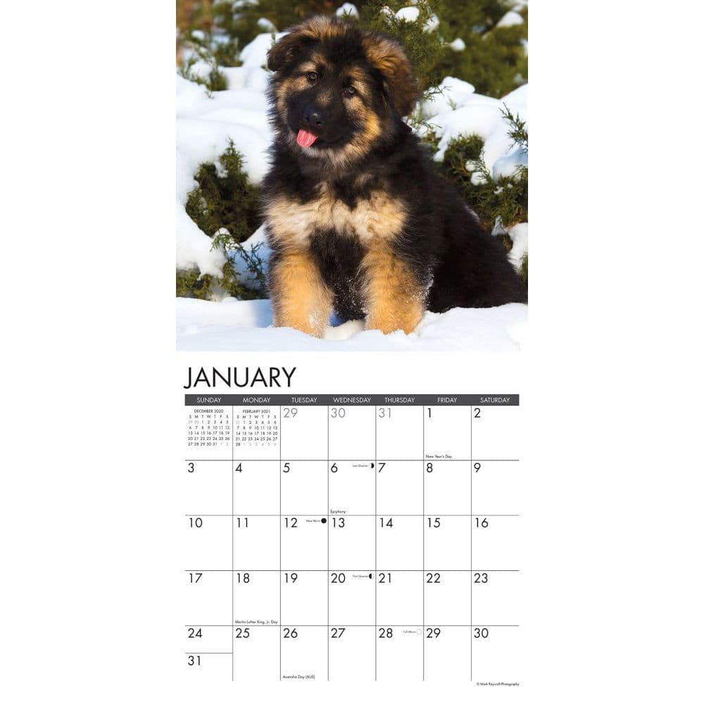 Just German Shepherd Puppies Wall Calendar