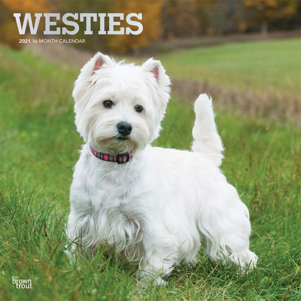 Stewart's Collector's Tin Medium Sitting West Highland White Terrier Westie Dog 