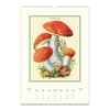 image Mushrooms Poster 2025 Wall Calendar First Alternate Image width="1000" height="1000"