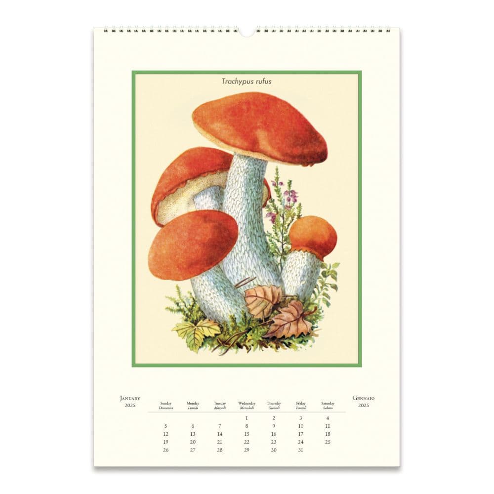 Mushrooms Poster 2025 Wall Calendar First Alternate Image width="1000" height="1000"