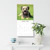 image Border Terriers 2026 Wall Calendar Third Alternate Image