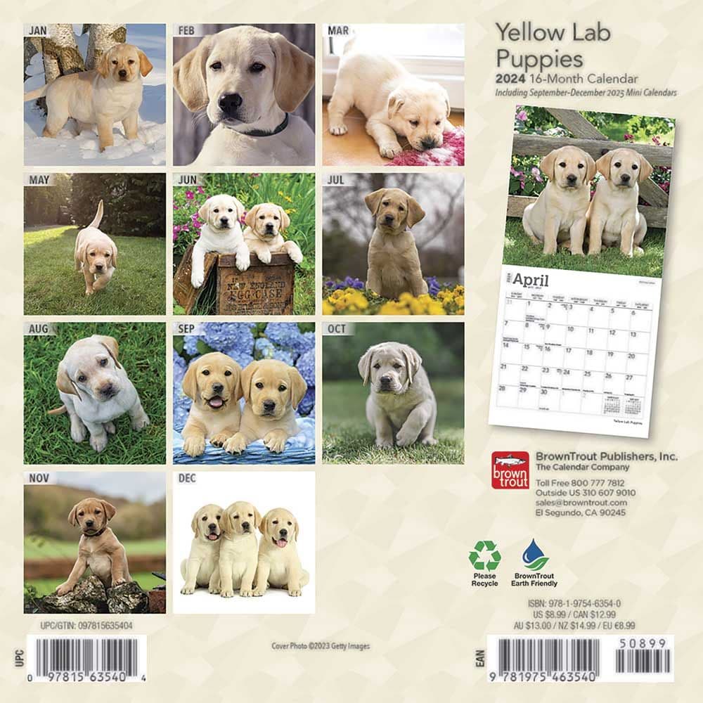 Lab Yellow Puppies 2024 Mini Wall Calendar First Alternate Image width=&quot;1000&quot; height=&quot;1000&quot;