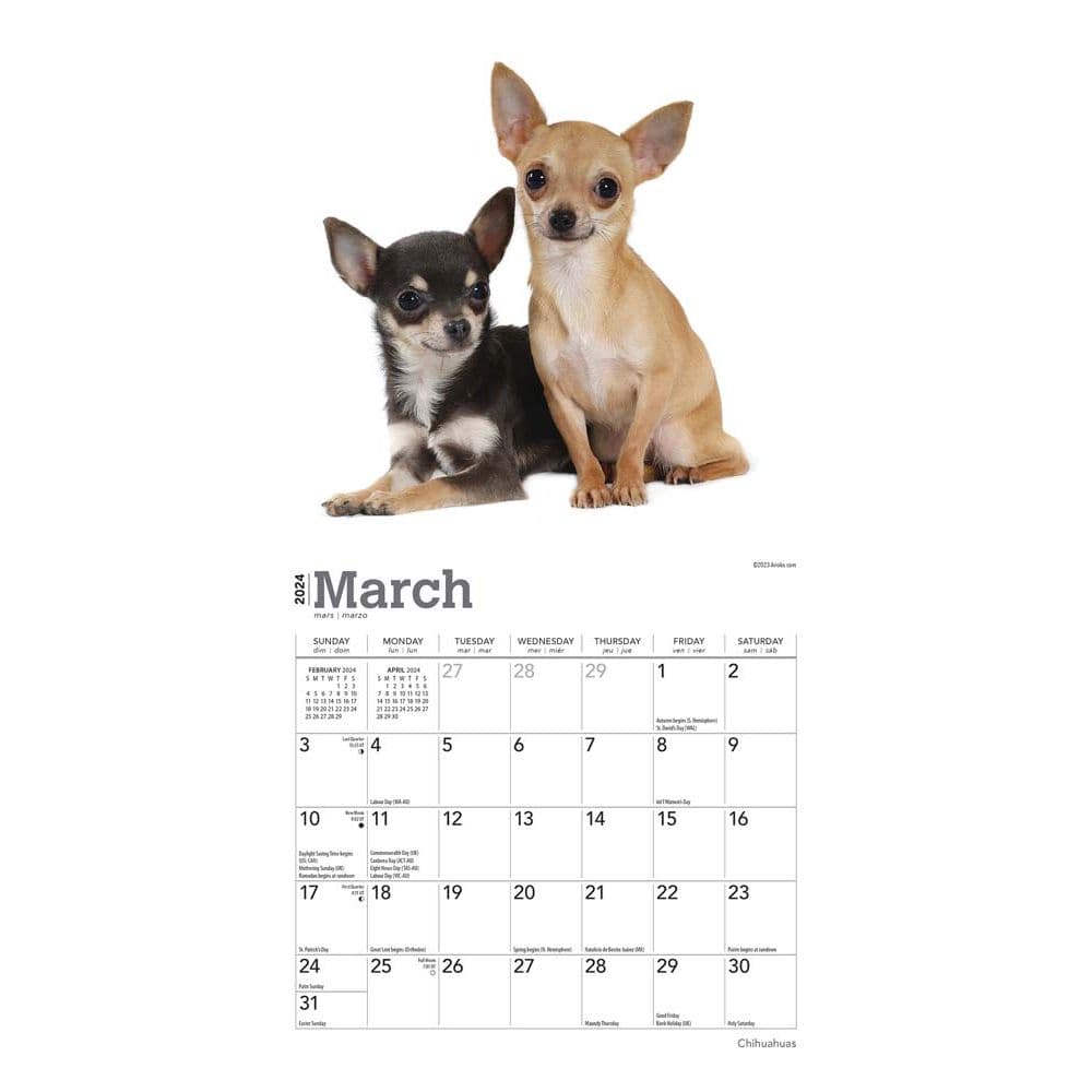 Chihuahuas 2024 Mini Wall Calendar Second Alternate Image width=&quot;1000&quot; height=&quot;1000&quot;